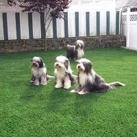 Synthetic Pet Grass Ipswich Massachusetts Installation