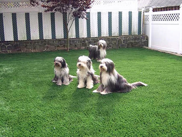 Synthetic Pet Grass Ipswich Massachusetts Installation